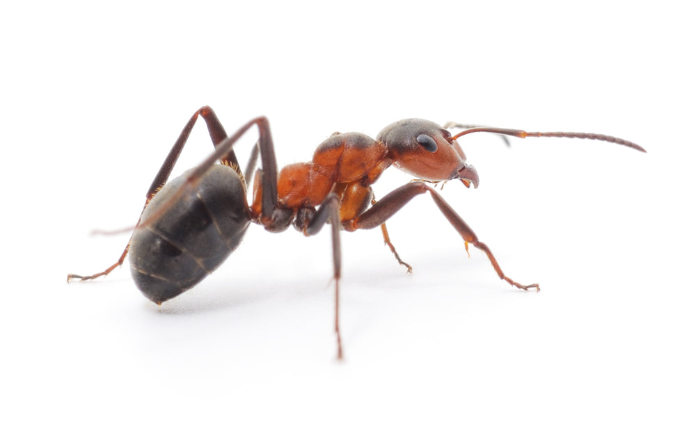 termite