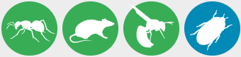 Rat in Animal & Rodent Control