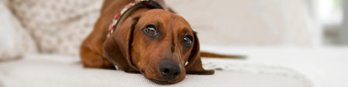 Pet-Safe Floor Cleaners